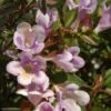 Abelia Nain Pastel Charm