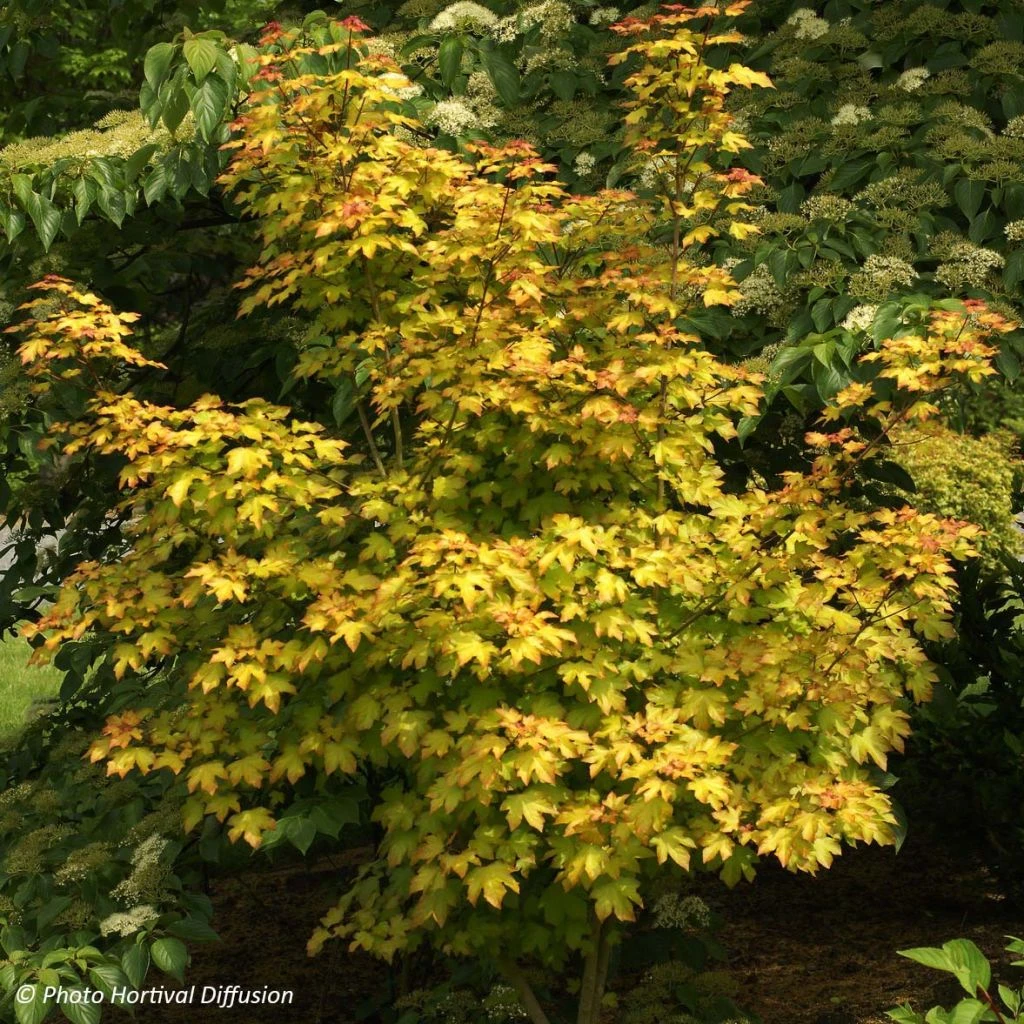 Erable Hybride - Acer X Orientalia Minorient 1 Erable Hybride - Acer X Orientalia Minorient