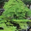 Érable Du Japon - Acer Palmatum Dissectum Viridis