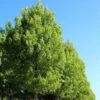 Acer Saccharinum Pyramidale - Érable Argenté
