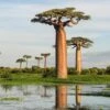 Adansonia Grandidieri - Baobab De Madagascar