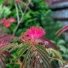Albizia Julibrissin Evi's Purple - Arbre à Soie