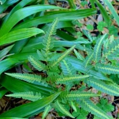 Arachniodes Simplicior - Fougère Persistante
