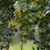 Azara Microphylla - Mimosa Du Chili