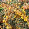 Berberis Stenophylla Corallina Compacta