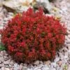 Berberis Thunbergii Lutin Rouge - Epine-vinette Naine