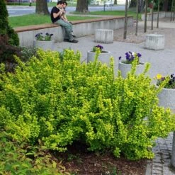 Berberis Thunbergii Maria - Épine-vinette