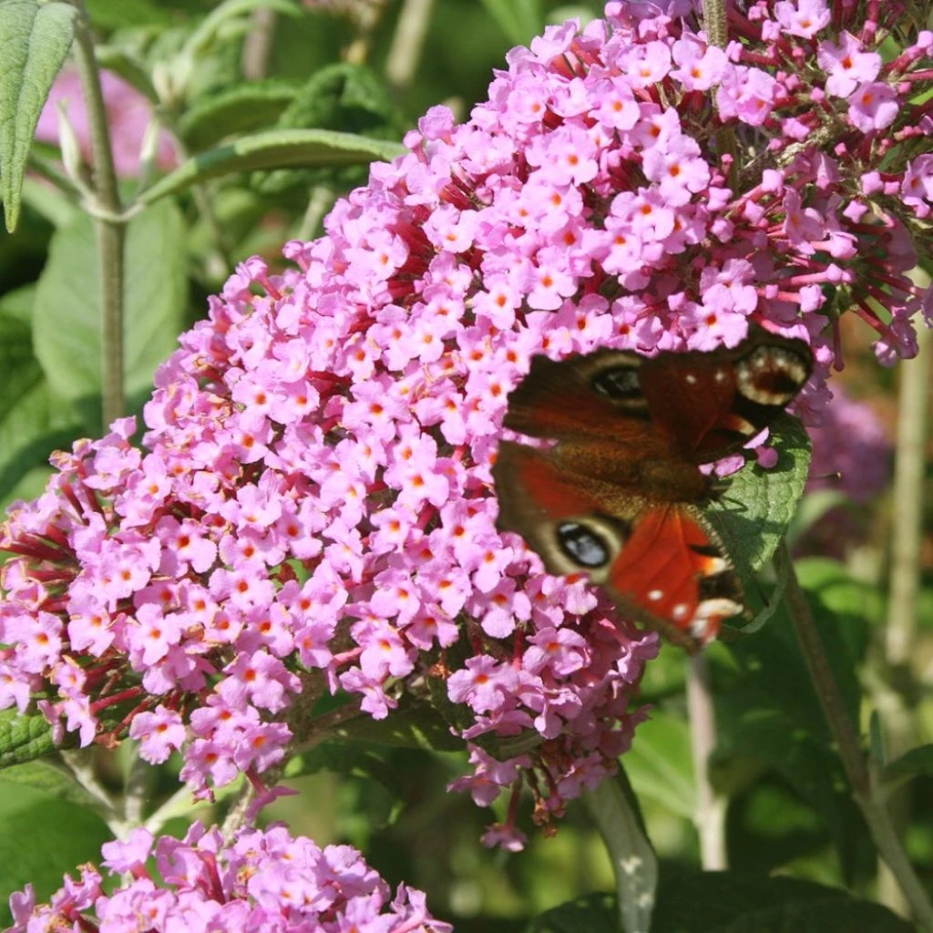Buddleia Davidii Pink Panther - Arbre Aux Papillons 1 Buddleia Davidii Pink Panther - Arbre Aux Papillons