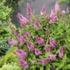 Buddleja Davidii Butterfly Butterfly Candy Little Pink - Arbre Aux Papillons Nain