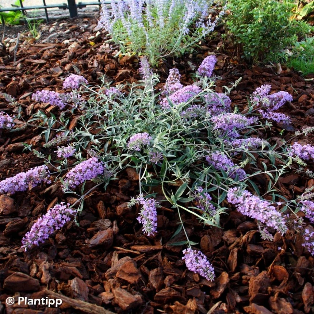 Buddleia Free Petite Lavender Flow - Arbre Aux Papillons 1 Buddleia Free Petite Lavender Flow - Arbre Aux Papillons