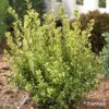 Buxus Sempervirens Golden Dream - Buis Commun