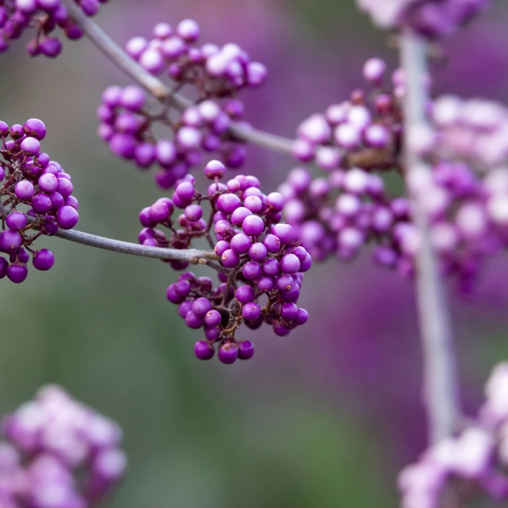 Callicarpa Bodinieri Liebespaar - Arbuste Aux Bonbons 1 Callicarpa Bodinieri Liebespaar - Arbuste Aux Bonbons