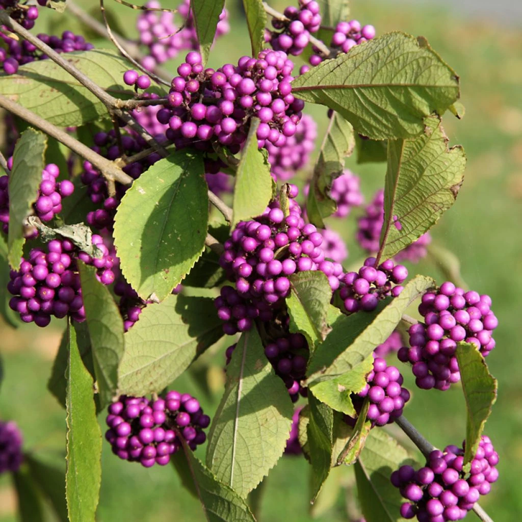 Callicarpa Bodinieri Magical Deep Purple 1 Callicarpa Bodinieri Magical Deep Purple