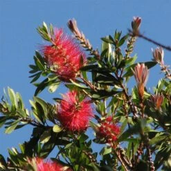 Callistemon Citrinus Splendens - Rince-bouteille