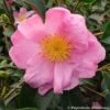Camélia D'automne - Camellia Sasanqua Plantation Pink