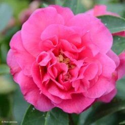 Camelia Fiesta Grande - Camellia (x) Reticulata