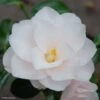 Camélia Hagoromo - Camellia Japonica