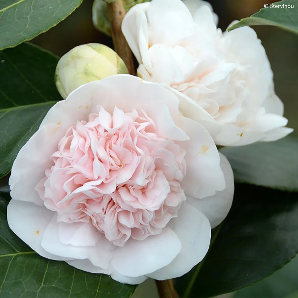 Camélia Marie-Galante - Camellia Japonica 1 Camélia Marie-Galante - Camellia Japonica