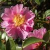 Camellia Sasanqua Belinda - Camélia D'automne