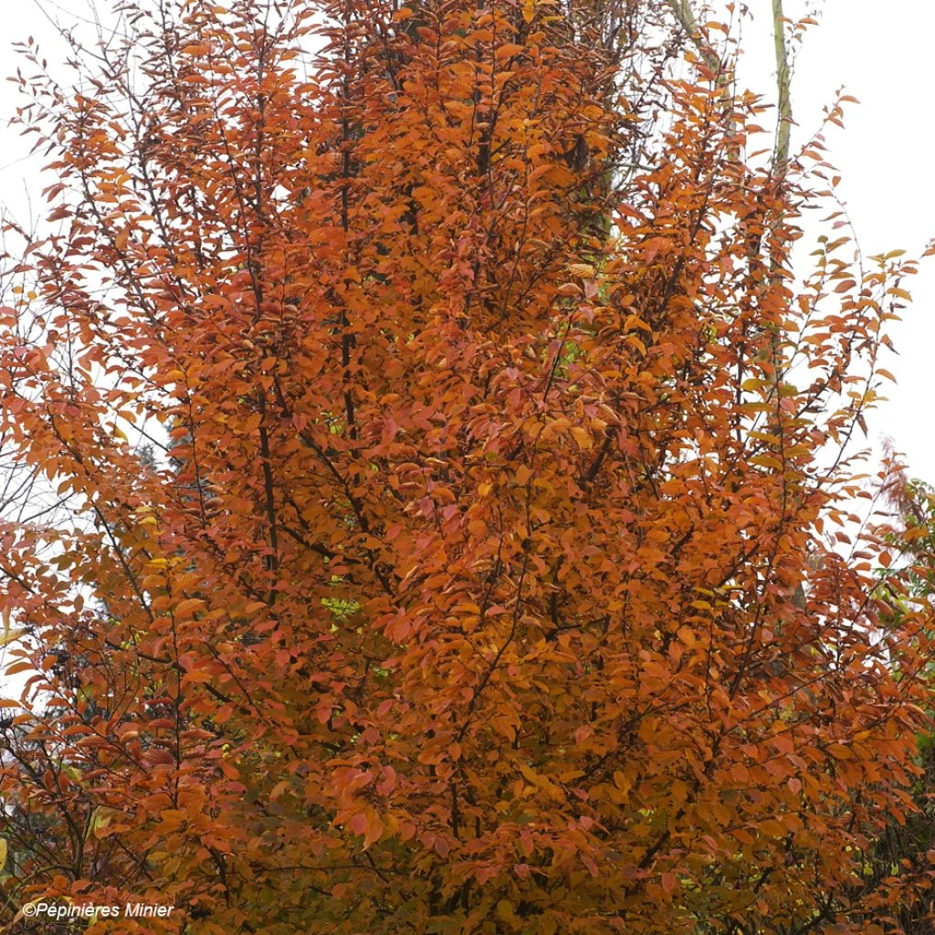 Carpinus Betulus Orange Retz - Charme Commun 1 Carpinus Betulus Orange Retz - Charme Commun