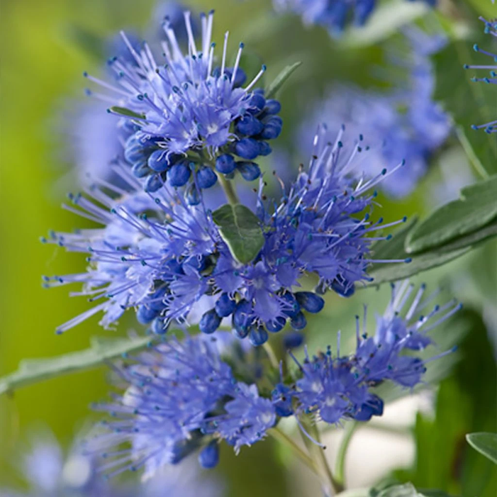 Caryopteris X Clandonensis Blauer Spatz (Oiseau Bleu) 1 Caryopteris X Clandonensis Blauer Spatz (Oiseau Bleu)
