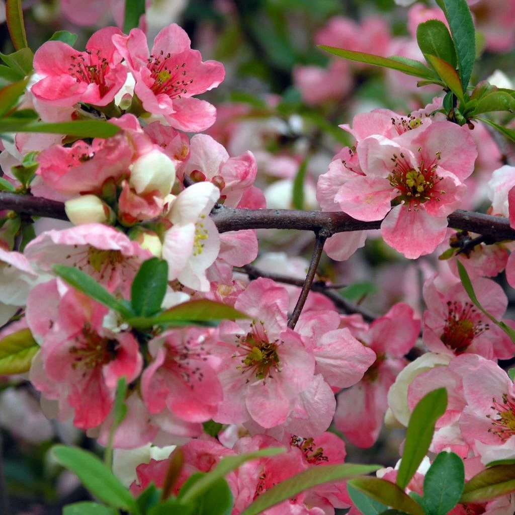 Cognassier Du Japon Toyo-Nishiki - Chaenomeles Speciosa 1 Cognassier Du Japon Toyo-Nishiki - Chaenomeles Speciosa