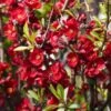 Cognassier Du Japon - Chaenomeles X Superba Etna