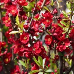 Cognassier Du Japon - Chaenomeles X Superba Etna
