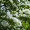 Chionanthus Retusus - Arbre De Neige