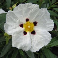 Cistus Alan Fradd - Ciste Pourpre à Fleurs Blanches.