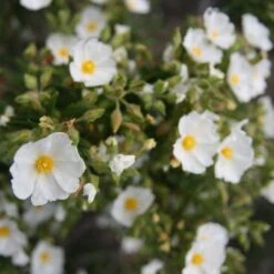 Cistus Monspeliensis - Ciste De Montpellier