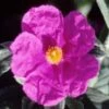 Cistus Pulverulentus Sunset - Ciste Pulvérulent