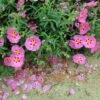 Cistus Purpureus Betty Taudevin - Ciste Pourpre
