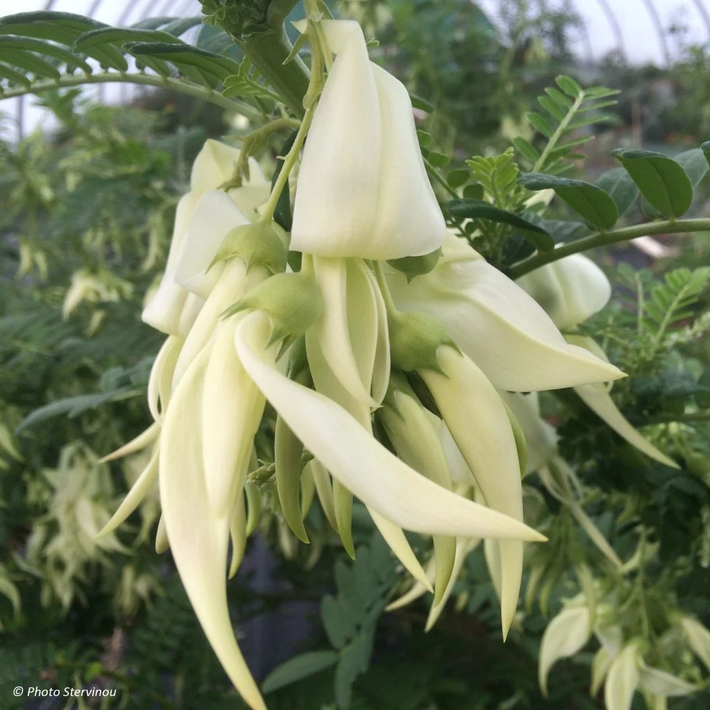 Clianthus Puniceus White Heron - Pince De Homard 1 Clianthus Puniceus White Heron - Pince De Homard