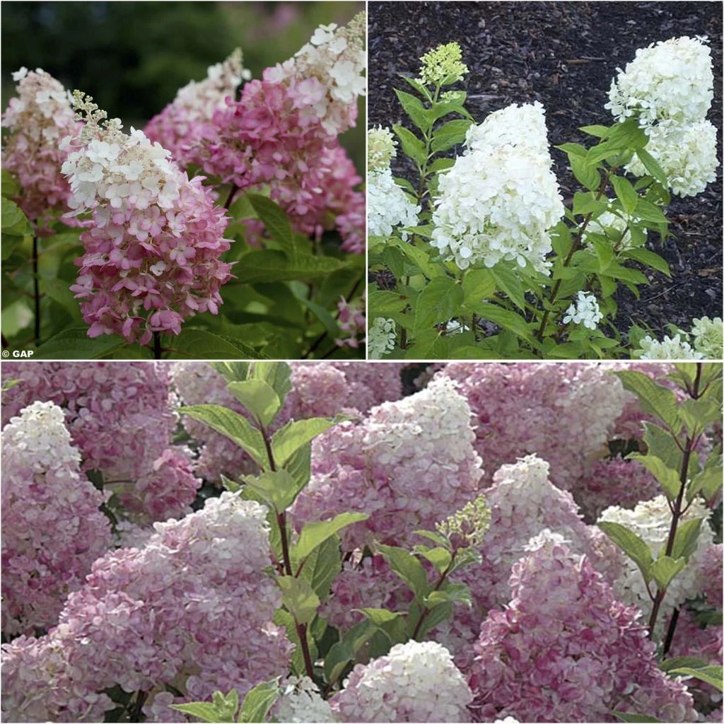 Collection Hortensias Paniculata 1 Collection Hortensias Paniculata