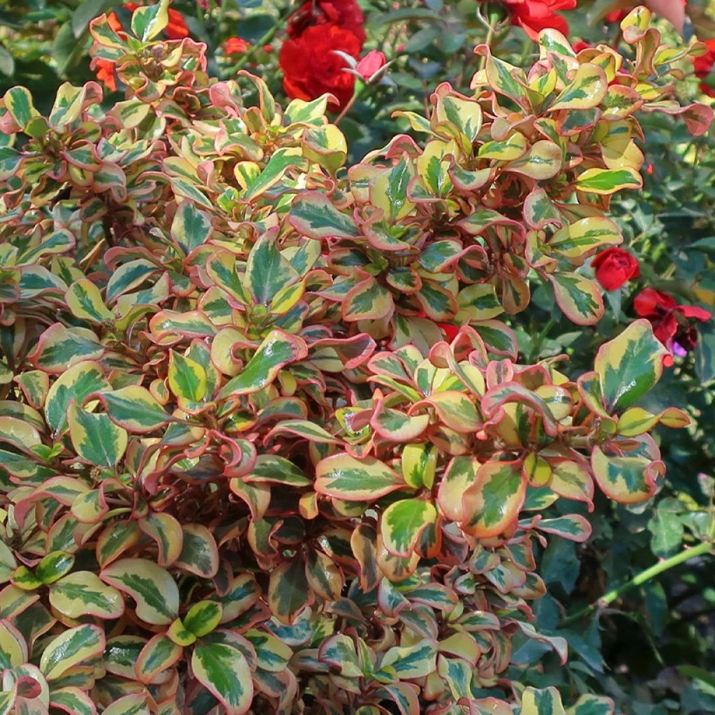 Coprosma Repens Pink Splendor 1 Coprosma Repens Pink Splendor