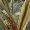 Cordyline Australis Sundance