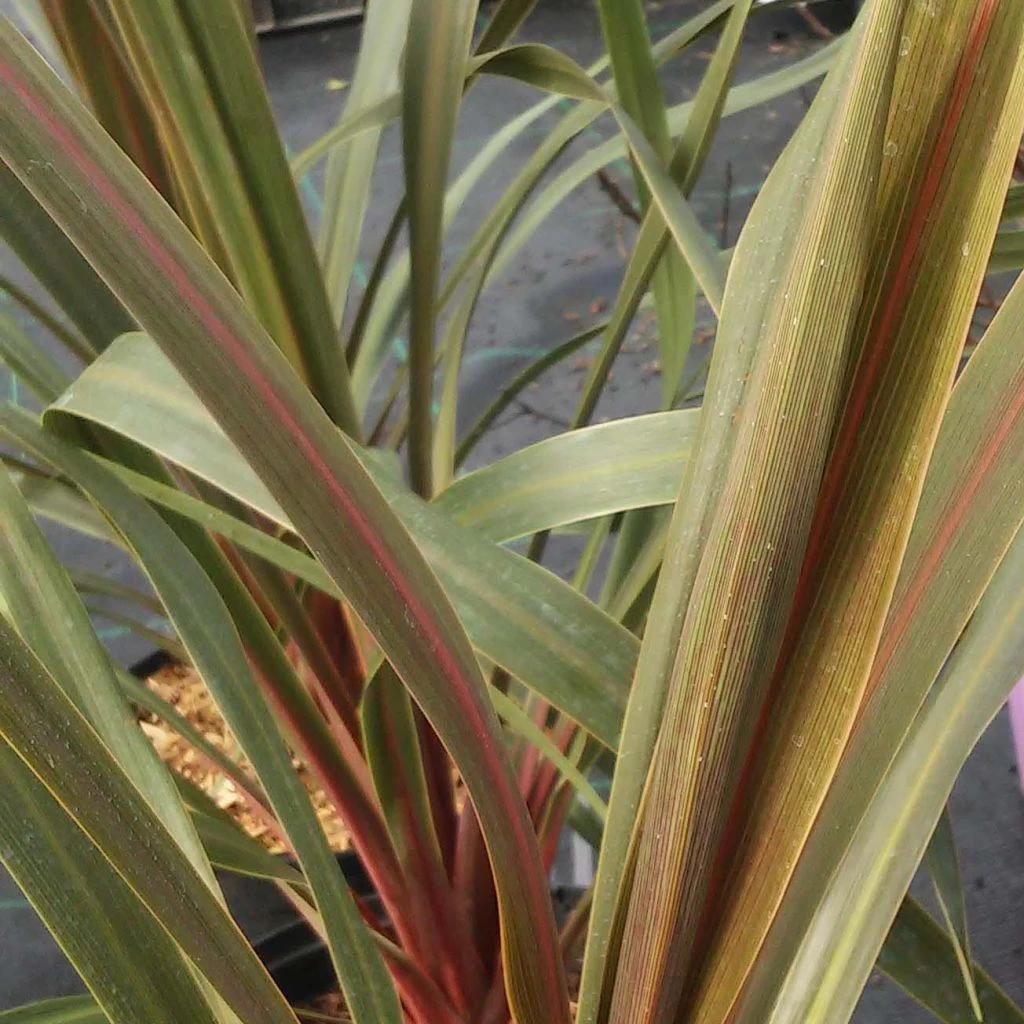 Cordyline Australis Sundance 1 Cordyline Australis Sundance