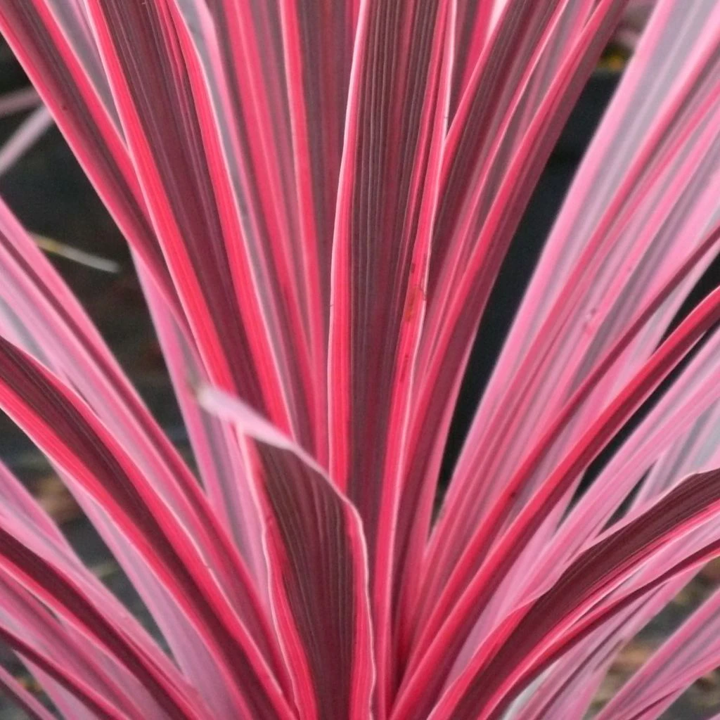 Cordyline Australis Sunrise 1 Cordyline Australis Sunrise