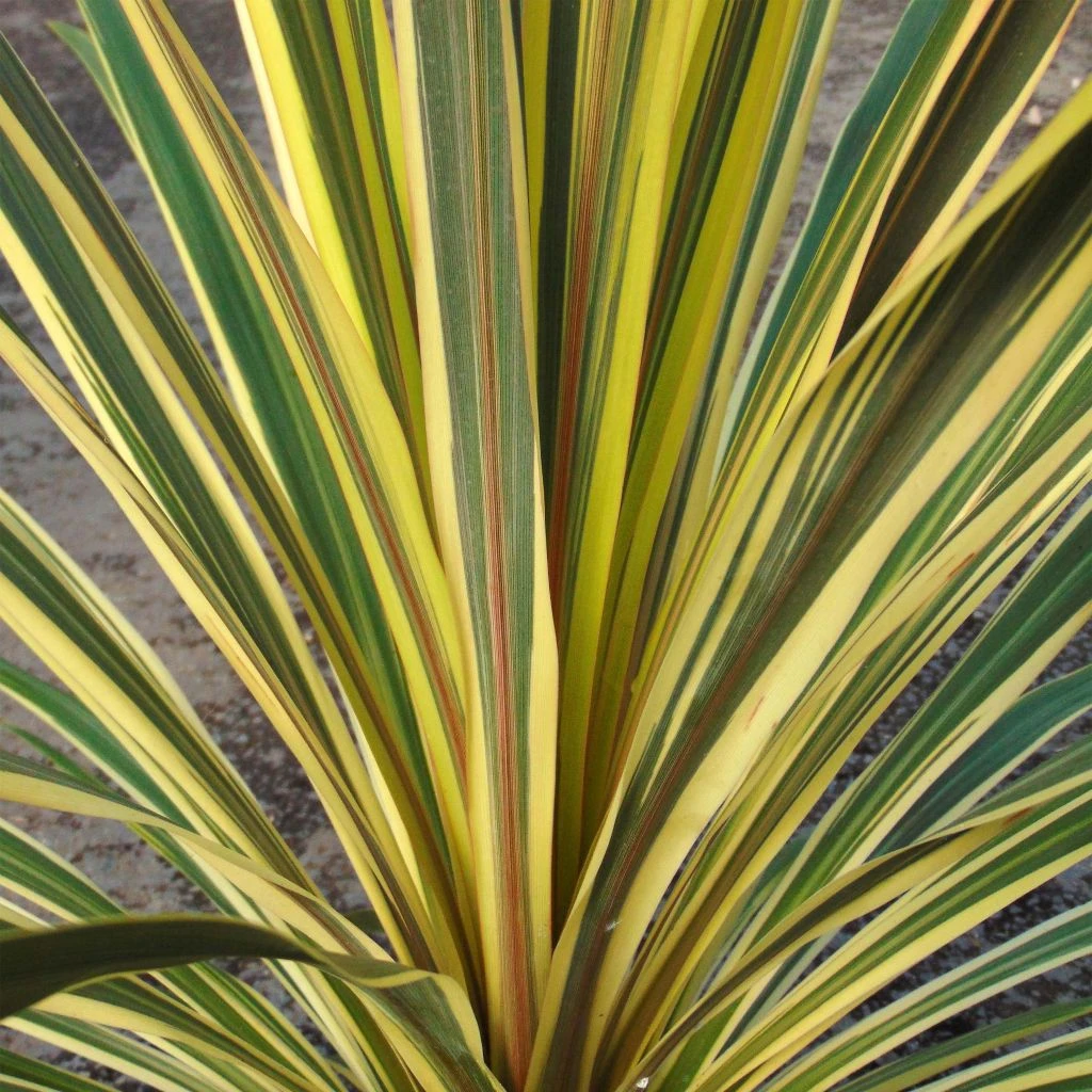 Cordyline Australis Torbay Dazzler 1 Cordyline Australis Torbay Dazzler