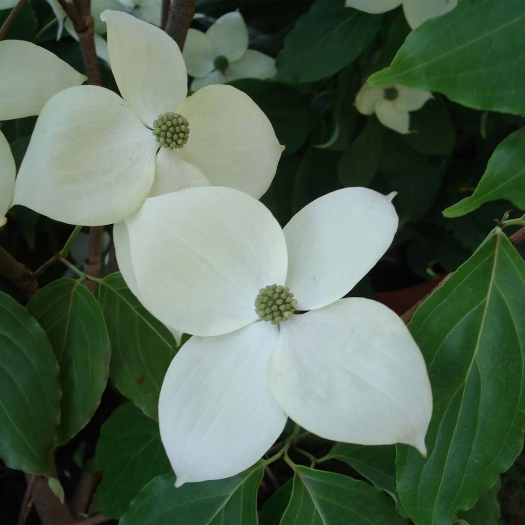 Cornus Eddie's White Wonder - Cornouiller Hybride. 1 Cornus Eddie's White Wonder - Cornouiller Hybride.