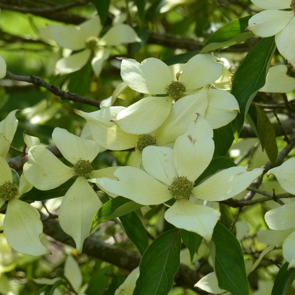 Cornus Capitata - Cornouiller De L'Himalaya 1 Cornus Capitata - Cornouiller De L'Himalaya