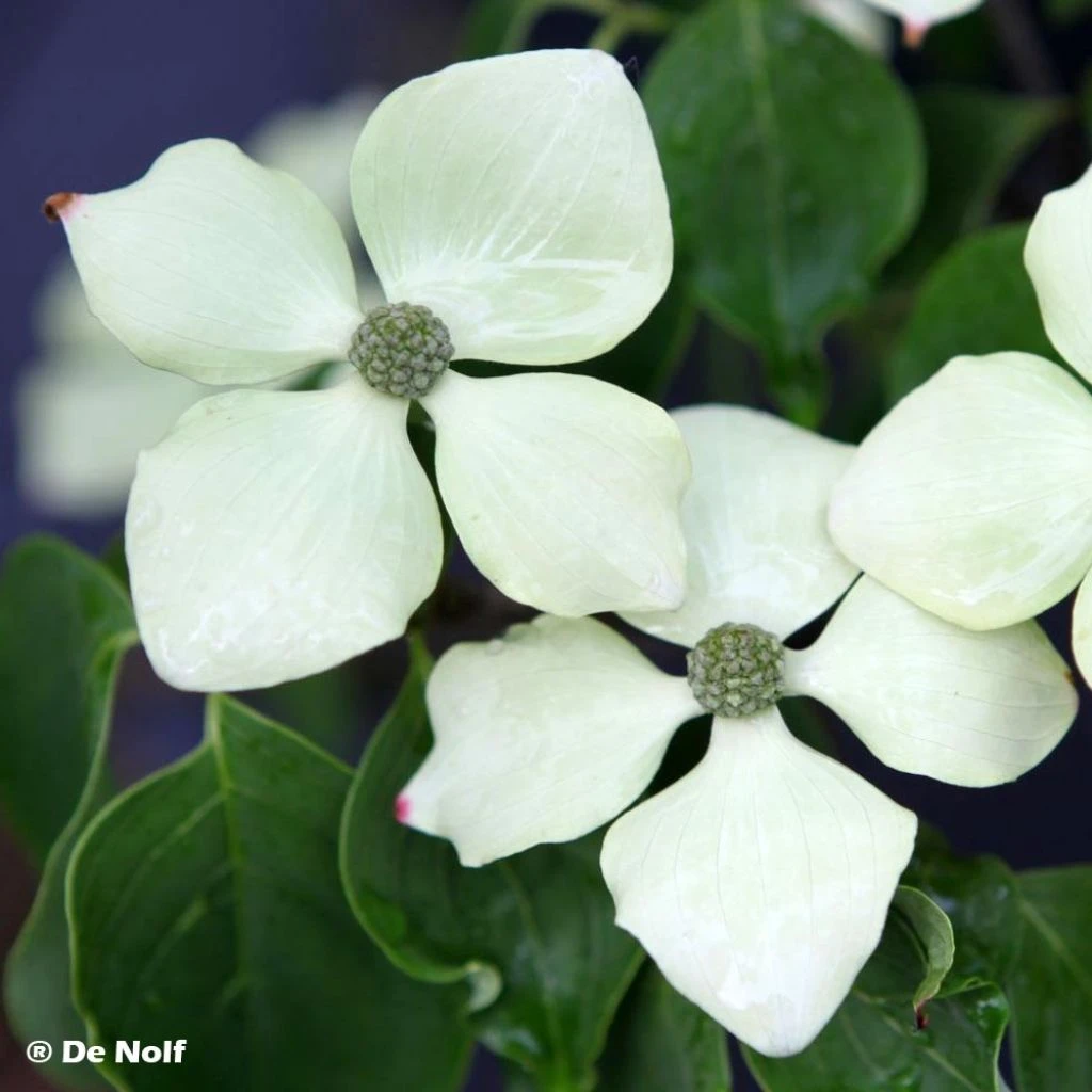 Cornus Kousa Schmetterling - Cornouiller Du Japon 1 Cornus Kousa Schmetterling - Cornouiller Du Japon