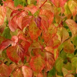 Cornus Sanguinea Magic Flame - Cornouiller Sanguin