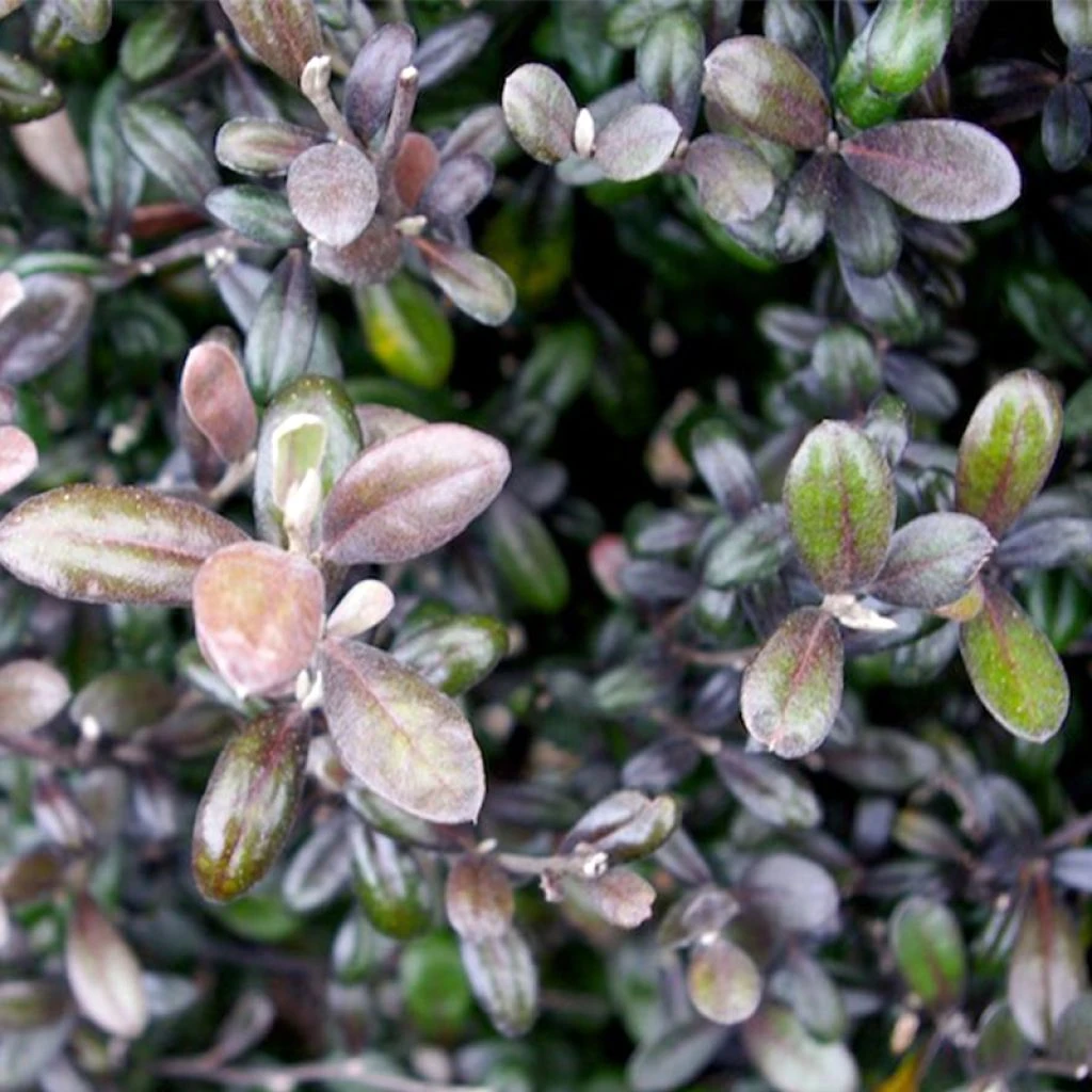 Corokia Virgata Frosted Chocolate - Corokie 1 Corokia Virgata Frosted Chocolate - Corokie