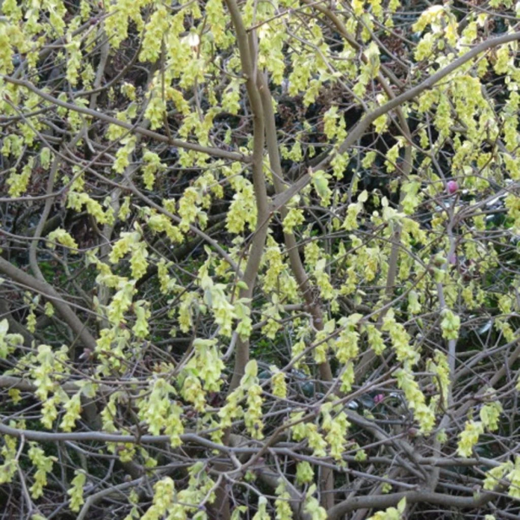 Corylopsis Spicata - Faux Noisetier 1 Corylopsis Spicata - Faux Noisetier