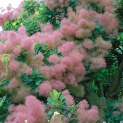 Cotinus Smokey Joe - Arbre à Perruque Nain.
