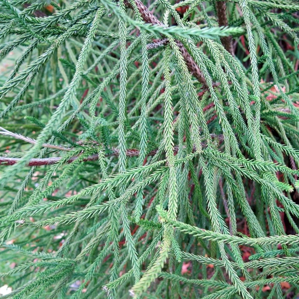 Cèdre Du Japon Araucarioides - Cryptomeria Japonica 1 Cèdre Du Japon Araucarioides - Cryptomeria Japonica