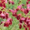 Genêt à Balais - Cytisus Scoparius Burkwoodii