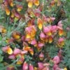 Genêt à Balais - Cytisus Scoparius La Coquette